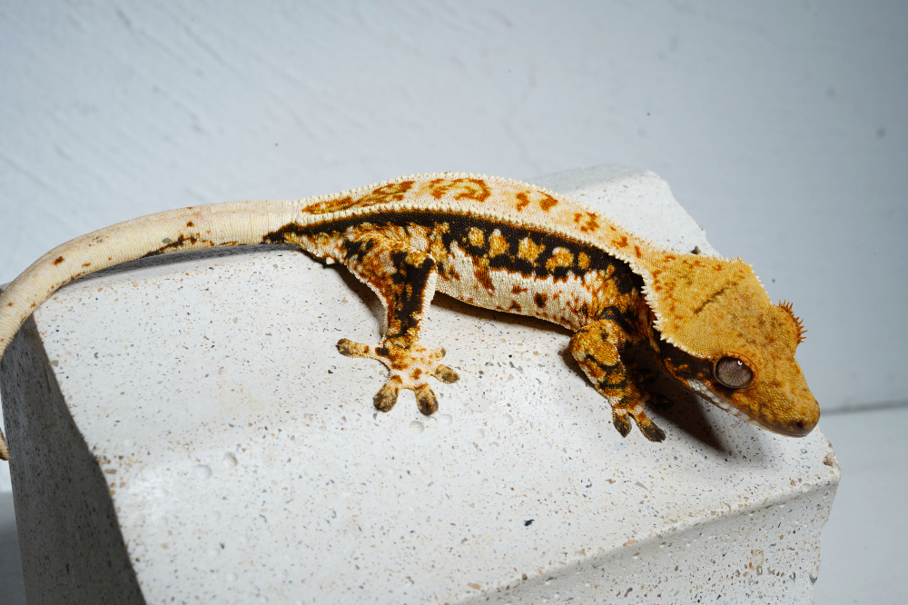 쿼드트라이 (핀트익)