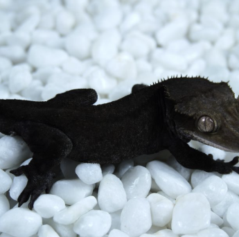 Test  테스트할 버그야 나타나지말아라 ~ 말아라~