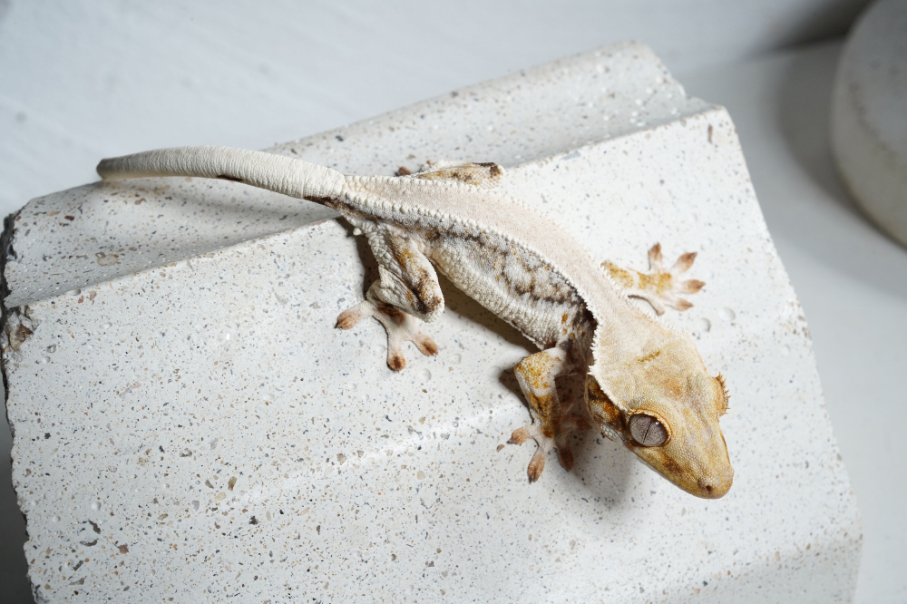 솔리드 풀커버 릴리