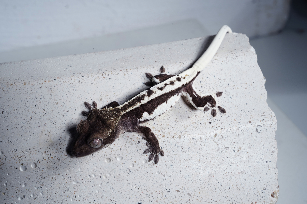 릴리아잔틱 (릴잔틱)