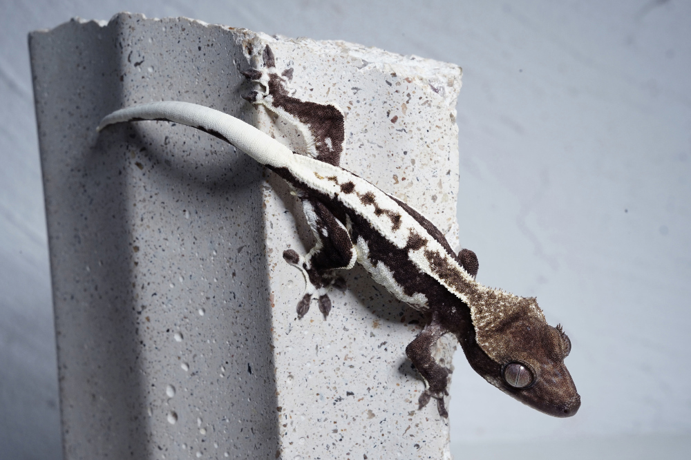 Uploaded image Uploaded image