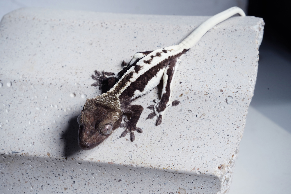 Uploaded image Uploaded image