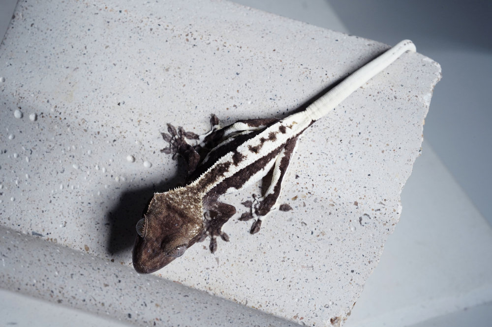 Uploaded image Uploaded image