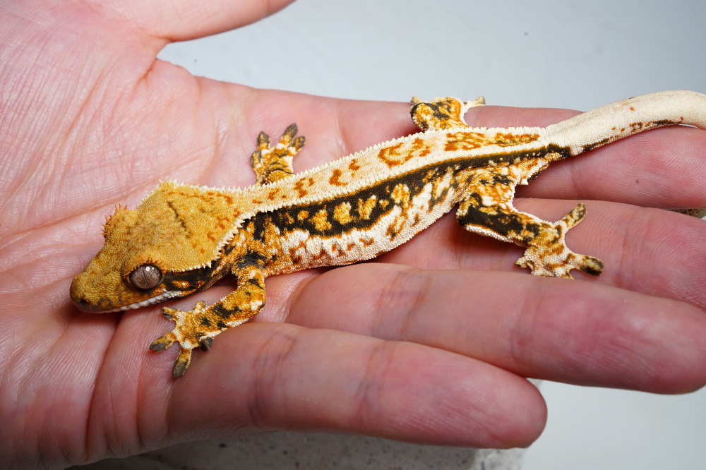 Uploaded image Uploaded image