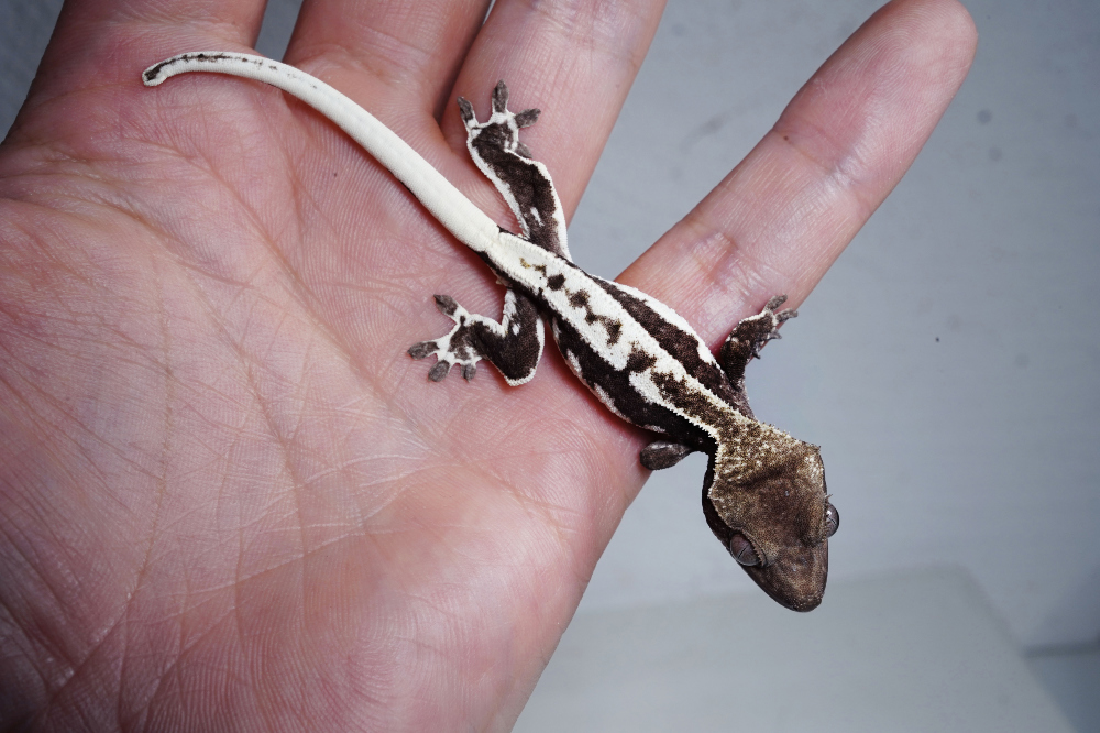 Uploaded image Uploaded image