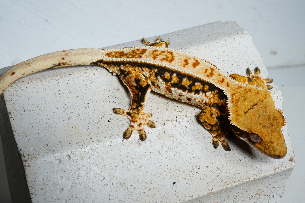 Uploaded image Uploaded image