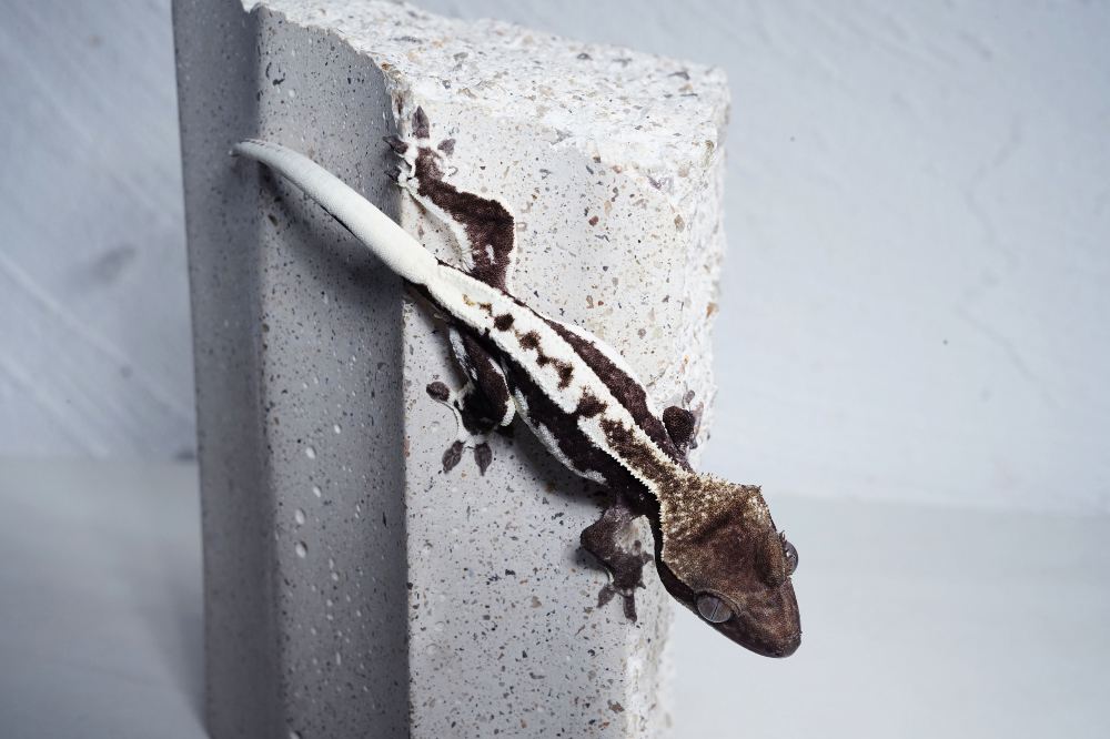 Uploaded image Uploaded image