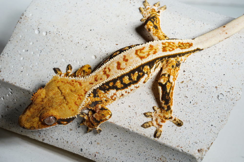 Uploaded image Uploaded image