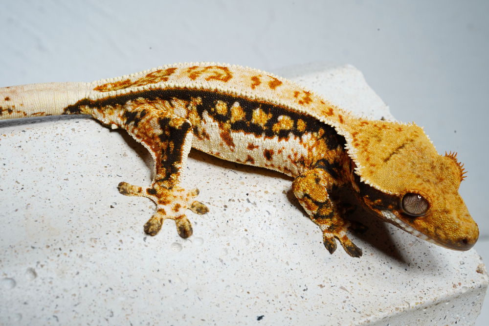 Uploaded image Uploaded image