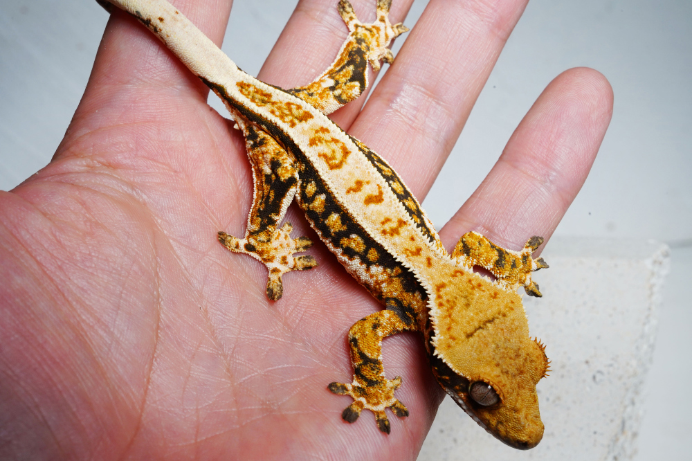 Uploaded image Uploaded image