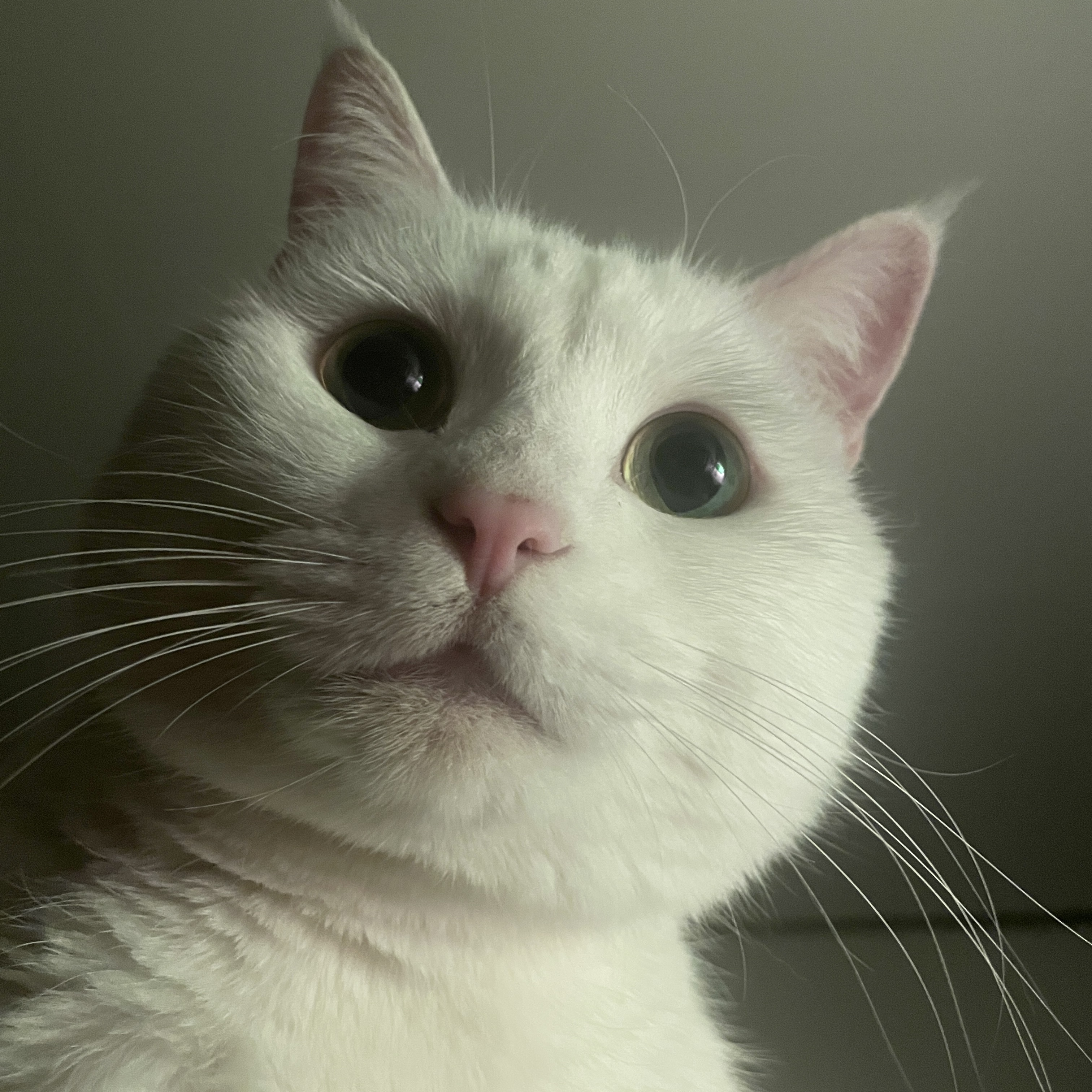 이건 분양등록입니다